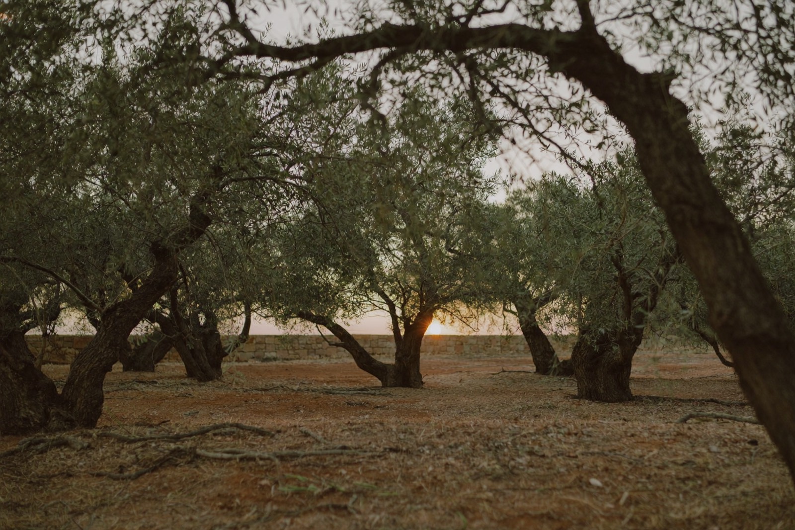 Uliveto secolare in Puglia al tramonto, olivi di cultivar Coratina su terra rossa